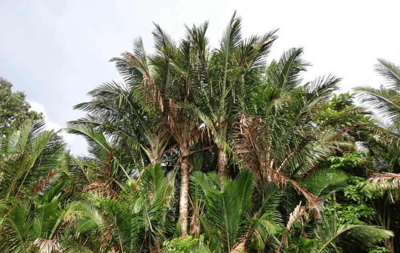 Solusi Peningkatan Produktivitas Sagu di Tana Luwu