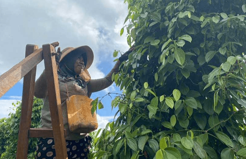 Petani Merica Tanamalia (Foto Tempo)